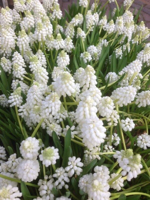 Witte druifjes